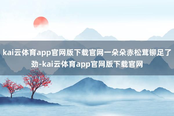 kai云体育app官网版下载官网一朵朵赤松茸铆足了劲-kai云体育app官网版下载官网